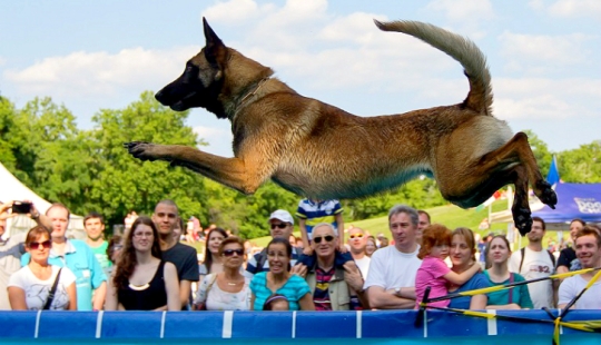 Dog diving: only for determined dogs