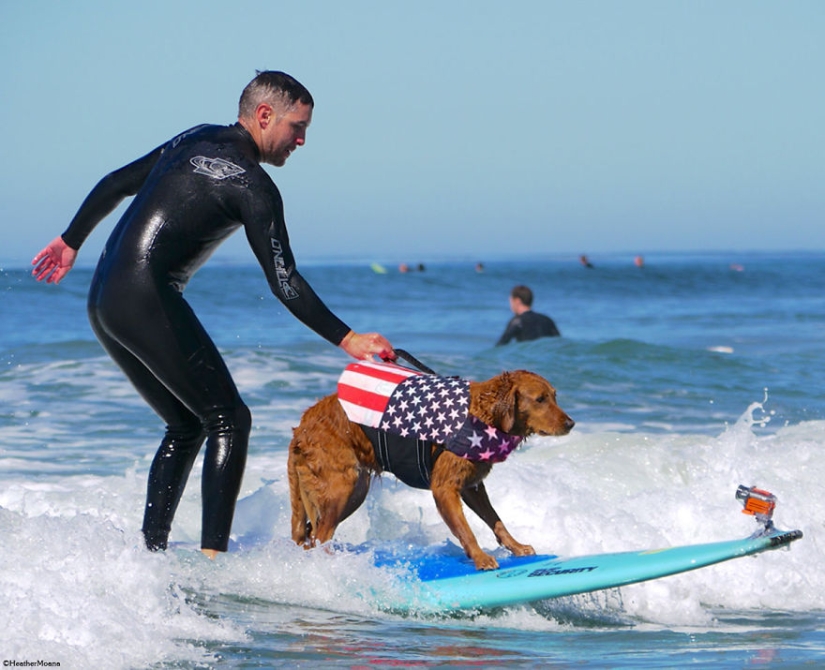 Dog Ricochet surfs with sick people and helps them recover