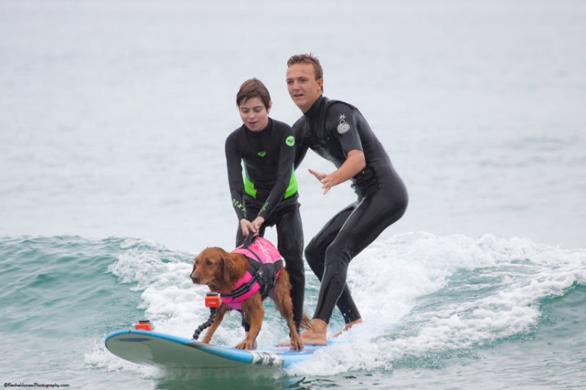 Dog Ricochet surfs with sick people and helps them recover