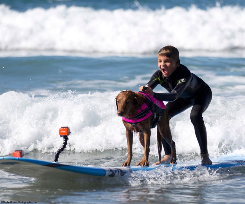 Dog Ricochet surfs with sick people and helps them recover