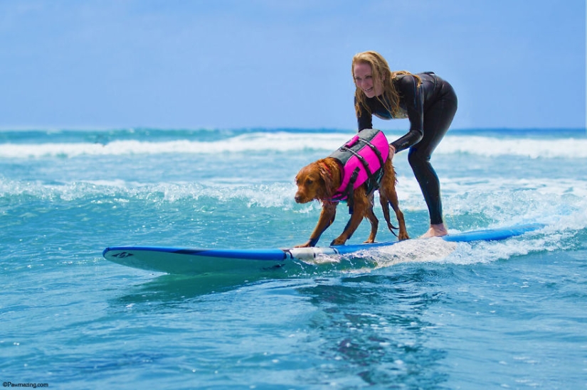 Dog Ricochet surfs with sick people and helps them recover