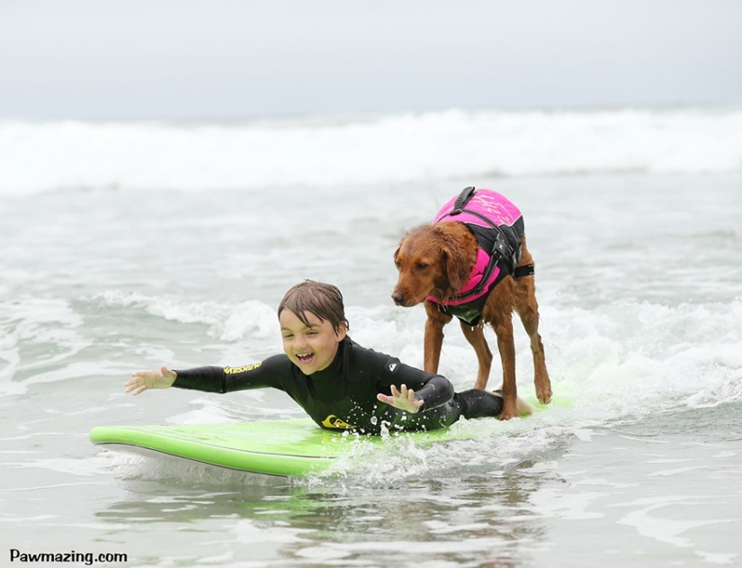 Dog Ricochet surfs with sick people and helps them recover