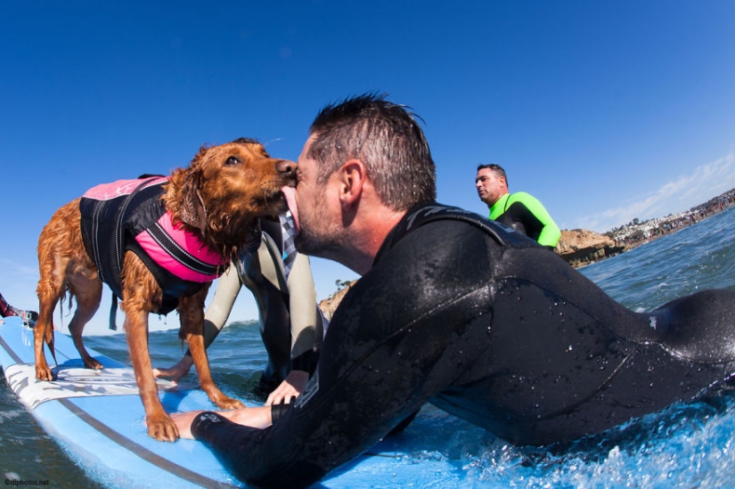 Dog Ricochet surfs with sick people and helps them recover