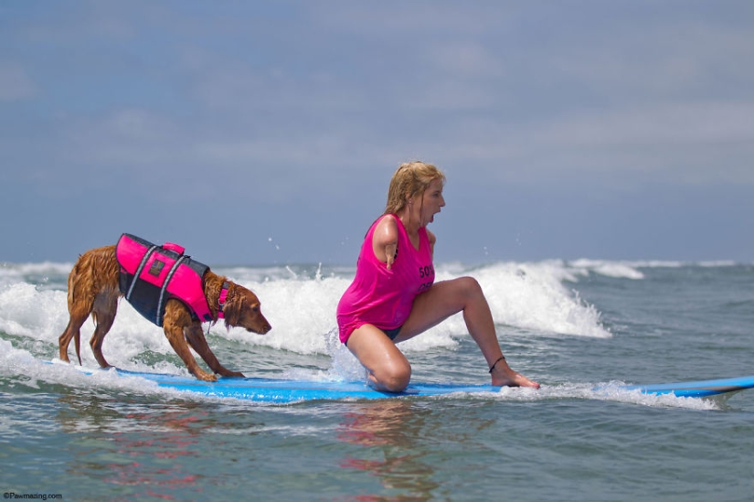 Dog Ricochet surfs with sick people and helps them recover