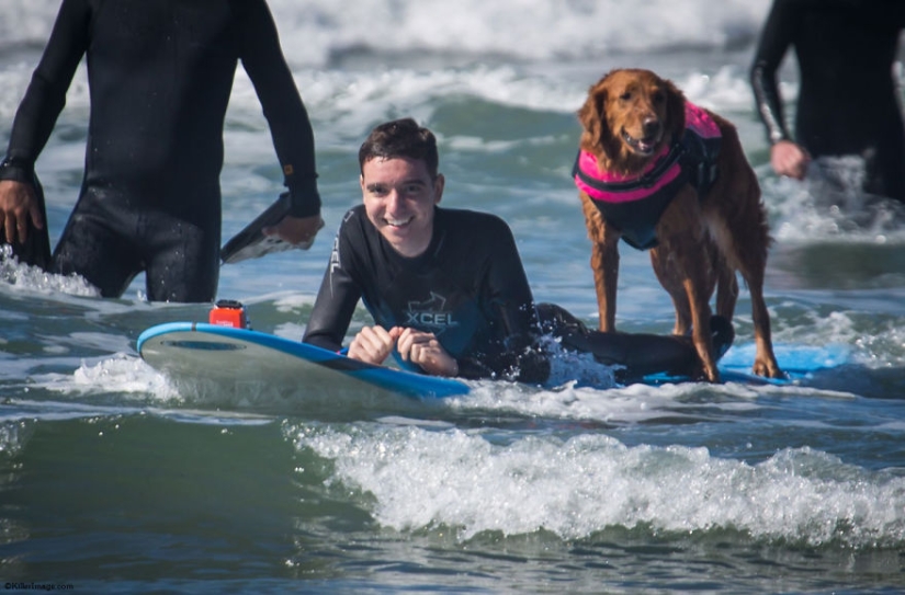 Dog Ricochet surfs with sick people and helps them recover