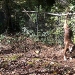 Dog stayed for two days with his girlfriend in distress Dog stayed for two days with his girlfriend in distress