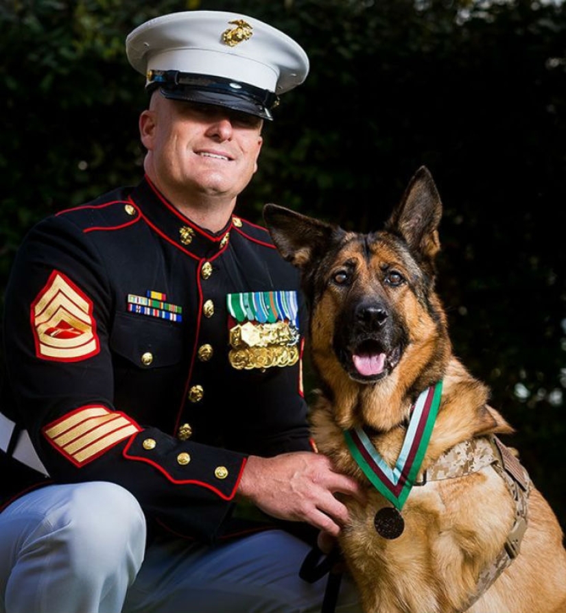 Dog who lost a leg while serving in Afghanistan was awarded a medal