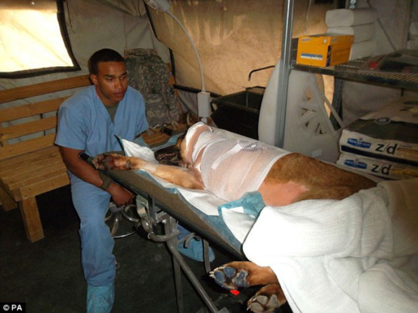 Dog who lost a leg while serving in Afghanistan was awarded a medal