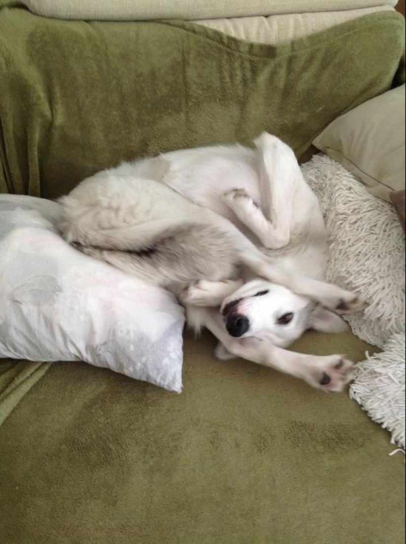 Dog, you&#39;ve got it all mixed up...
