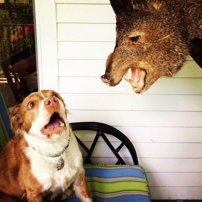 Dog, you&#39;ve got it all mixed up...