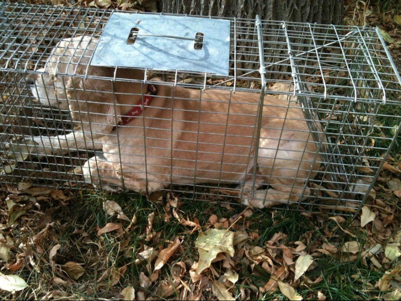 Dog, you&#39;ve got it all mixed up...