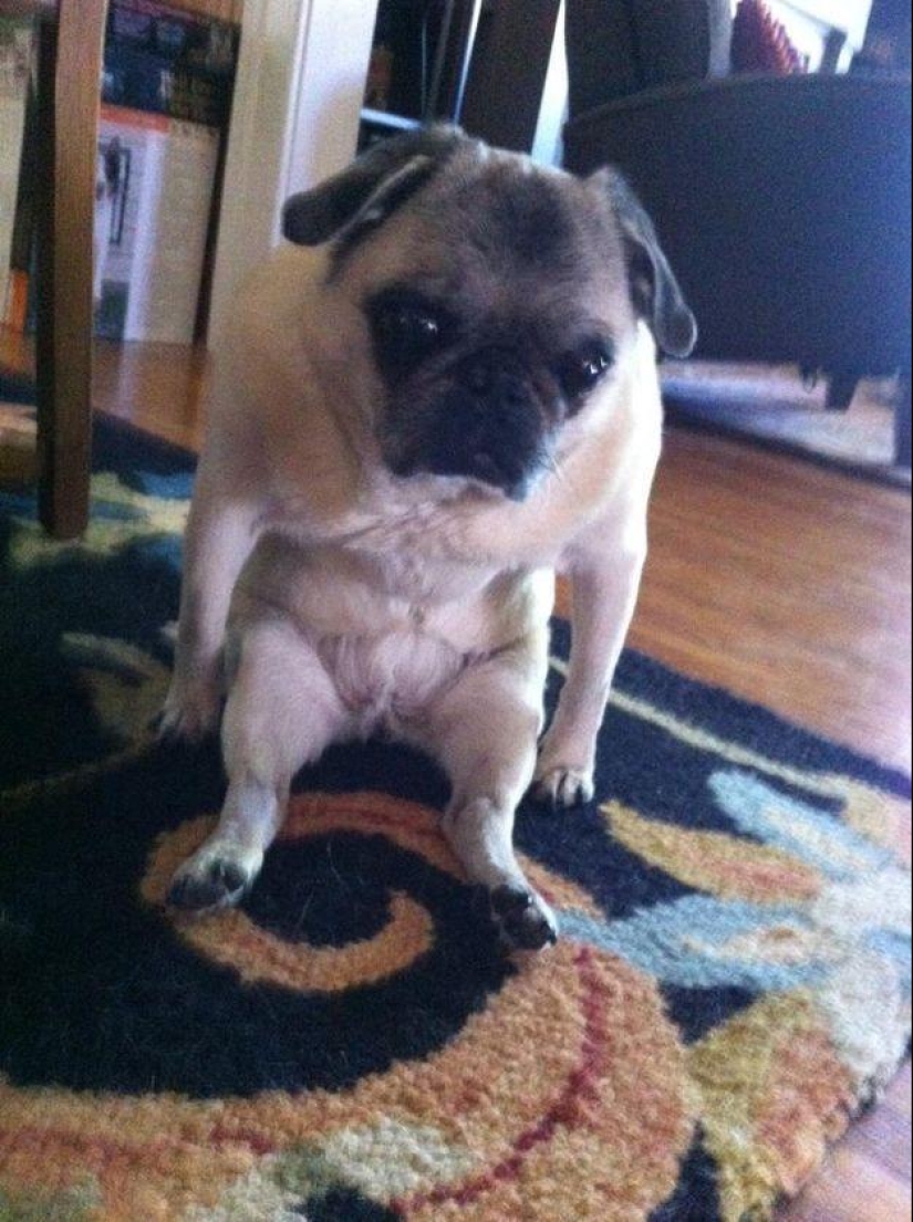 Dog, you&#39;ve got it all mixed up...