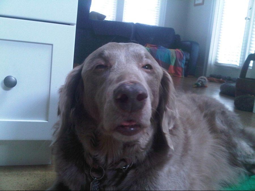 Dog, you&#39;ve got it all mixed up...