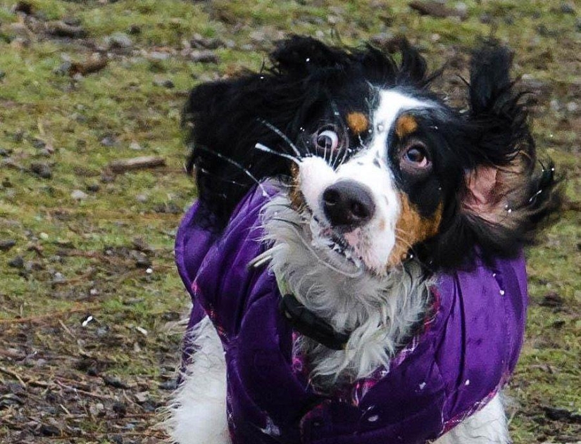 Dog, you&#39;ve got it all mixed up...