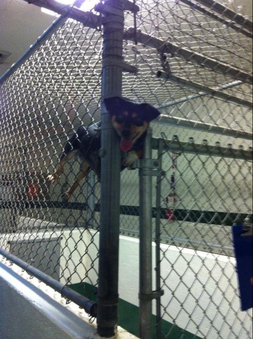 Dog, you&#39;ve got it all mixed up...