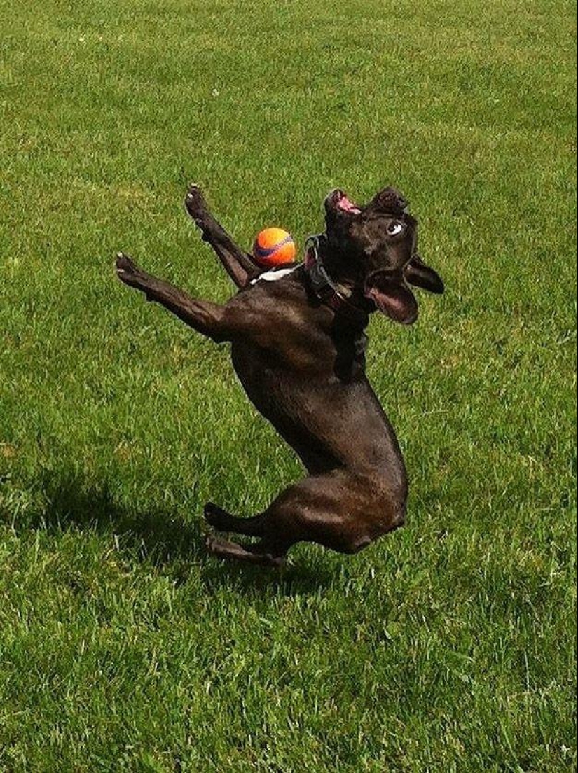 Dog, you&#39;ve got it all mixed up...