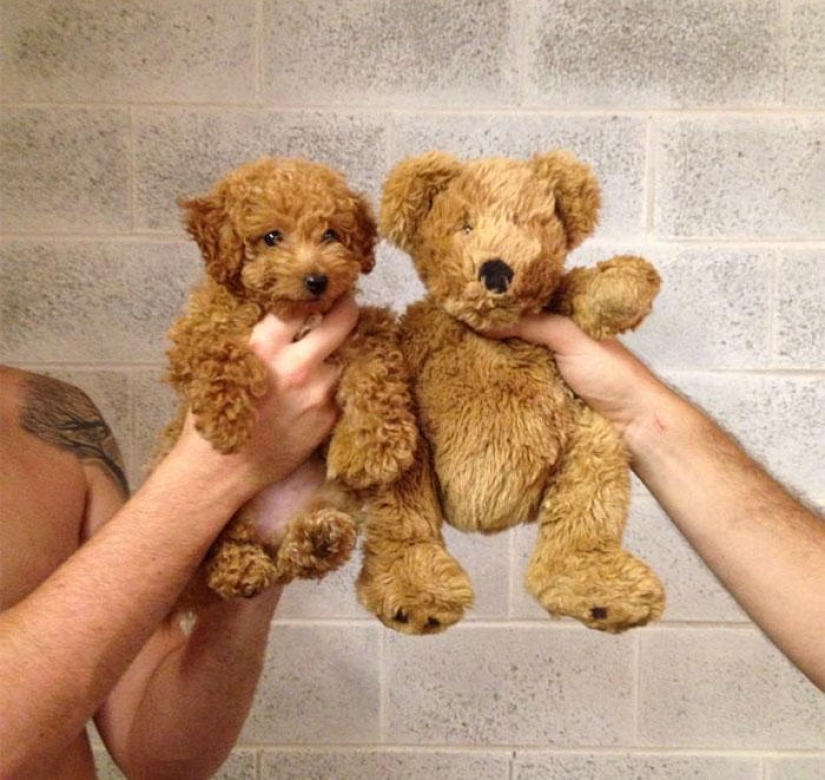 Dogs and their doppelgangers - famous and not so famous