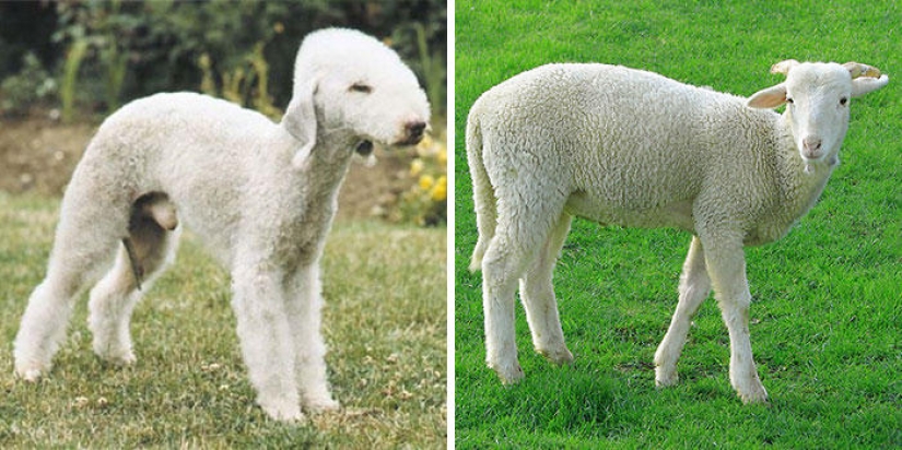 Dogs and their doppelgangers - famous and not so famous