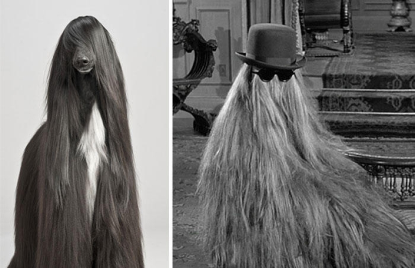 Dogs and their doppelgangers - famous and not so famous