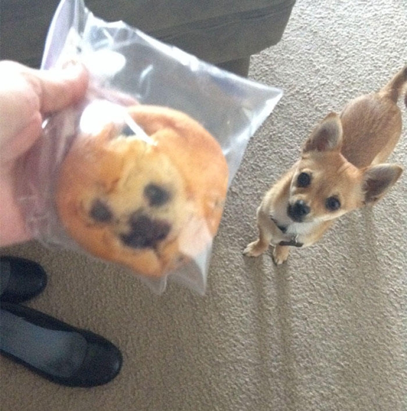 Dogs and their doppelgangers - famous and not so famous