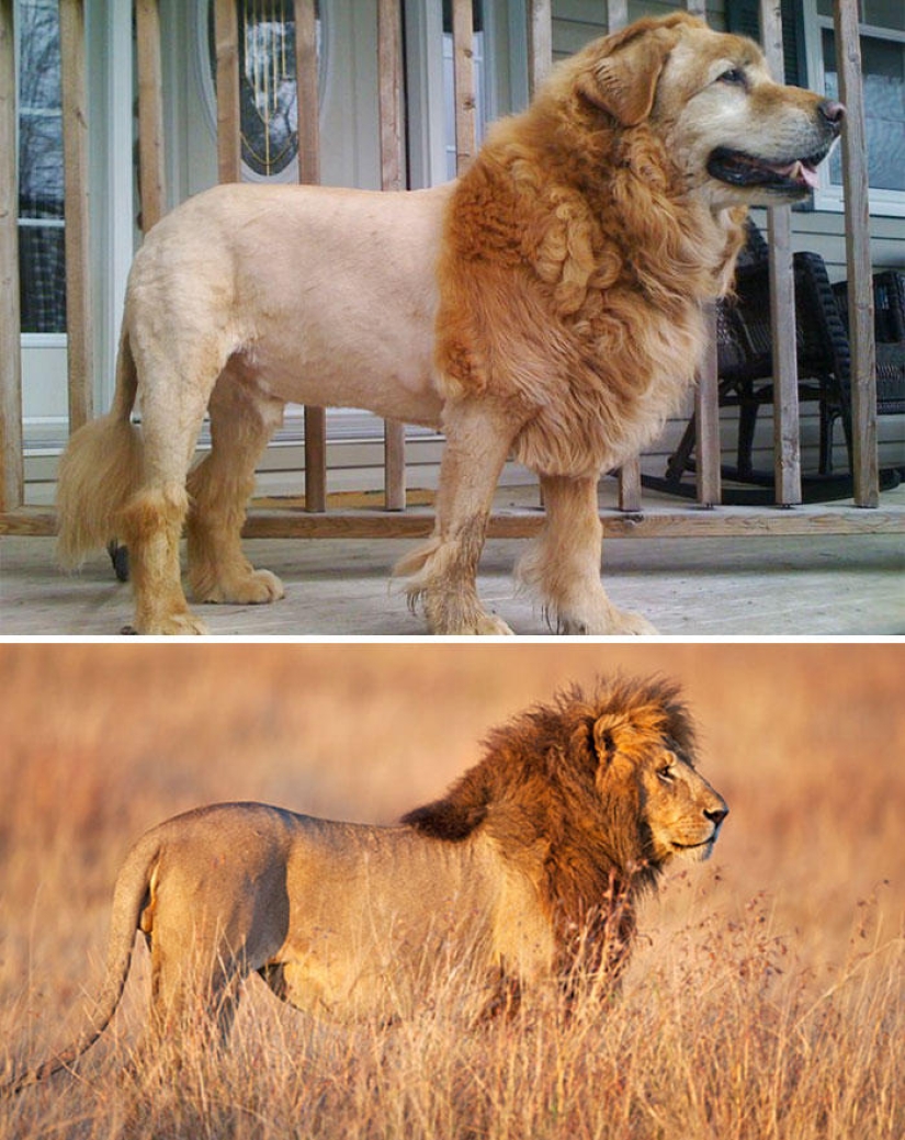 Dogs and their doppelgangers - famous and not so famous