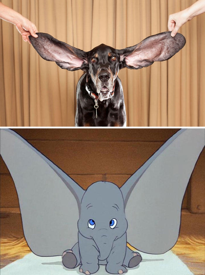 Dogs and their doppelgangers - famous and not so famous