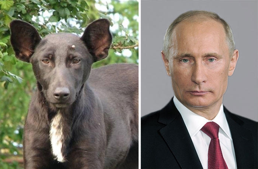 Dogs and their doppelgangers - famous and not so famous