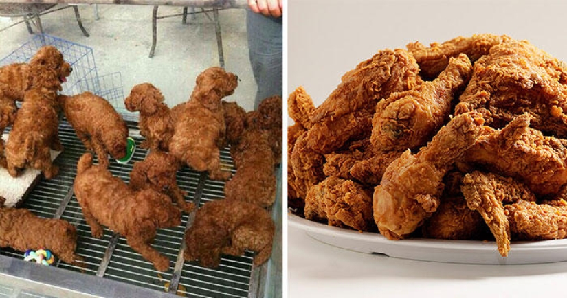 Dogs and their doppelgangers - famous and not so famous