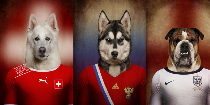 Dogs dressed in the uniforms of the national teams of the world