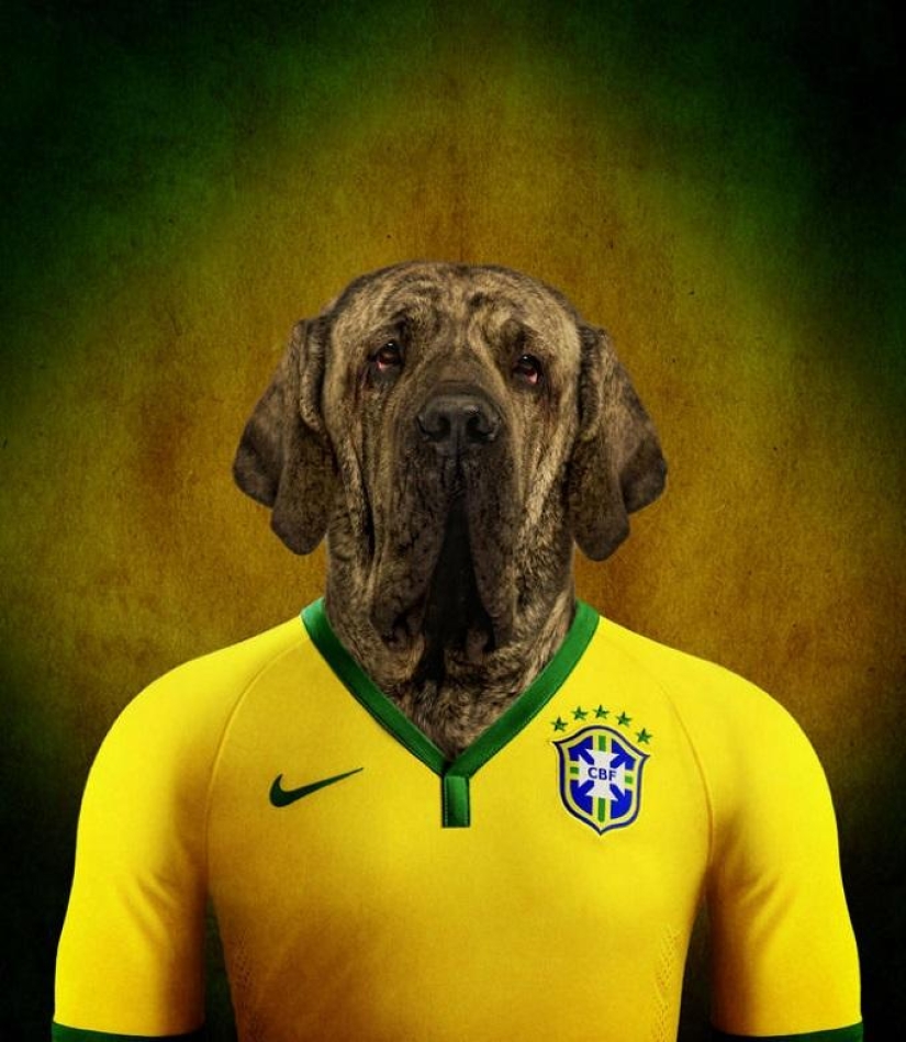 Dogs dressed in the uniforms of the national teams of the world