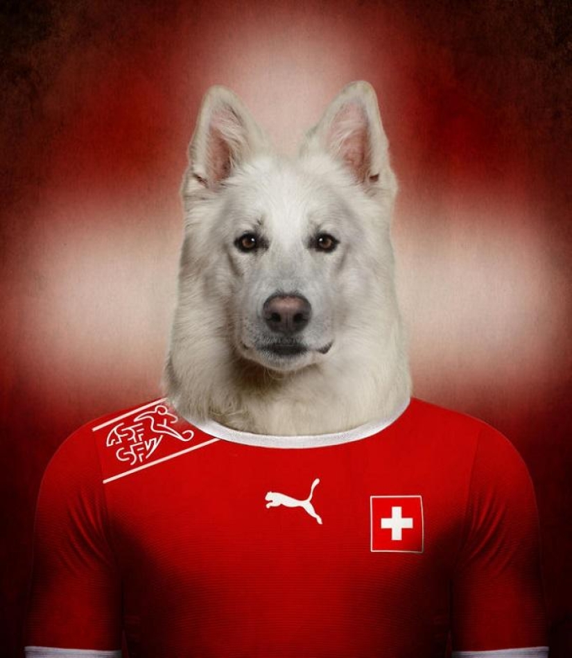 Dogs dressed in the uniforms of the national teams of the world