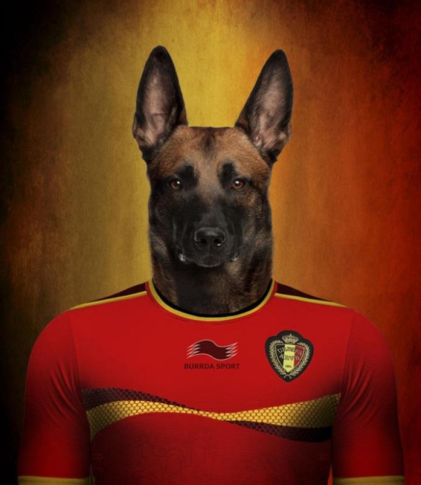 Dogs dressed in the uniforms of the national teams of the world