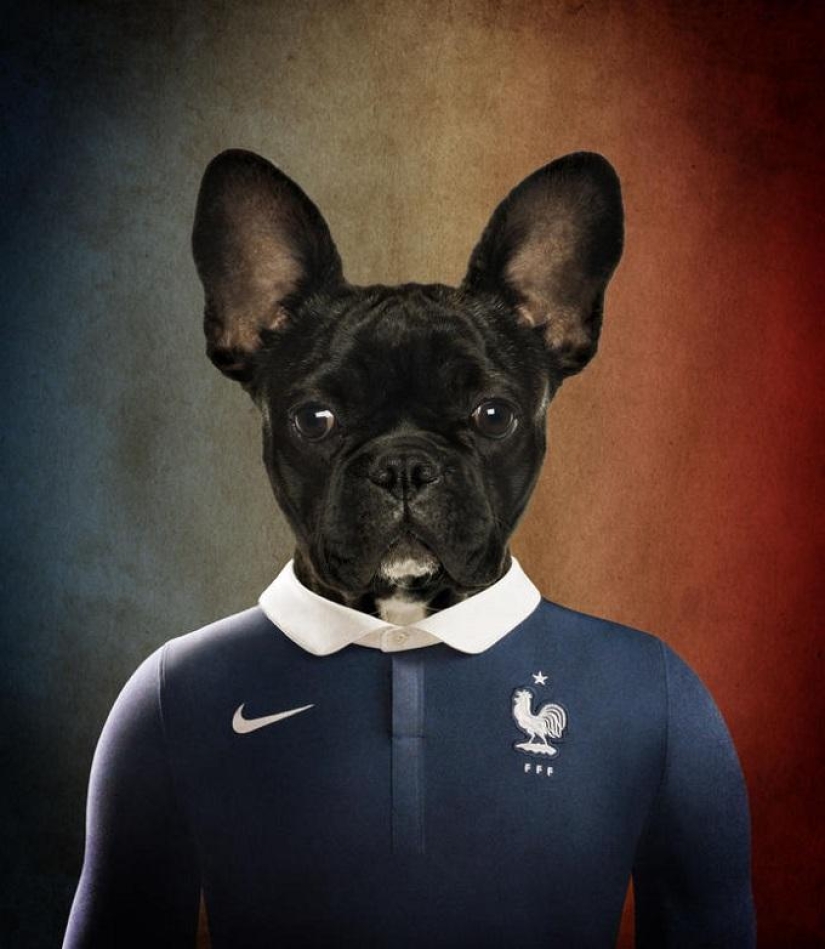 Dogs dressed in the uniforms of the national teams of the world