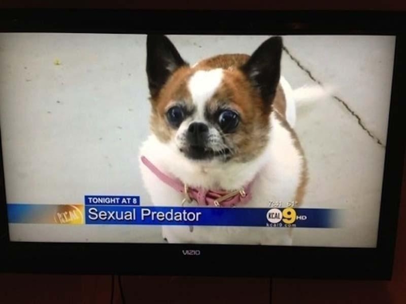 Dogs that just can&#39;t...