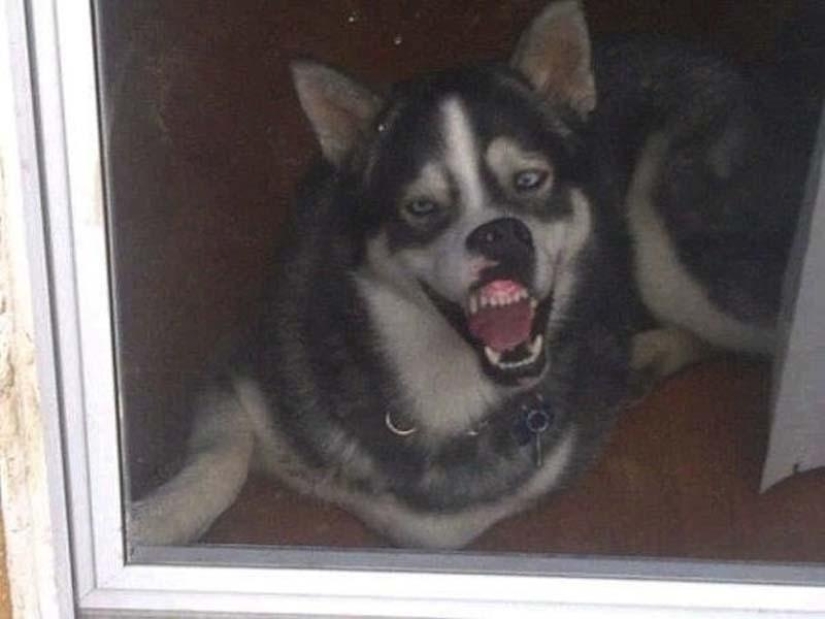 Dogs that just can&#39;t...