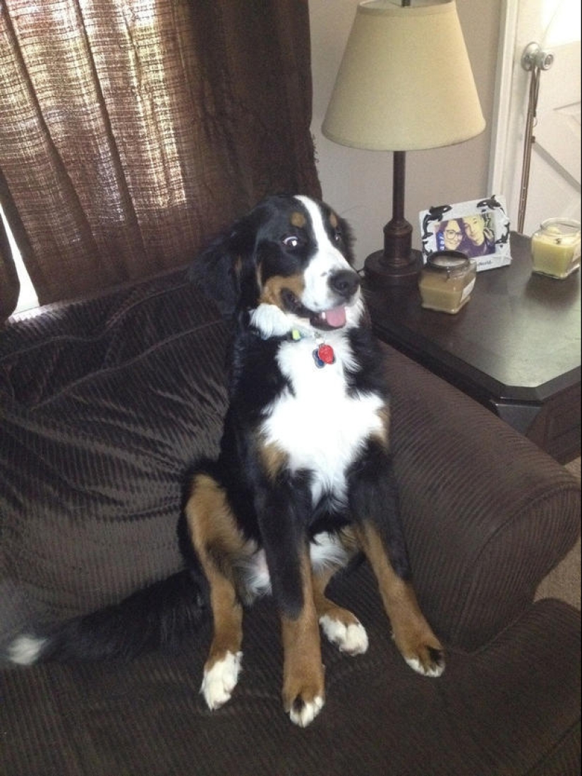 Dogs that just can&#39;t...