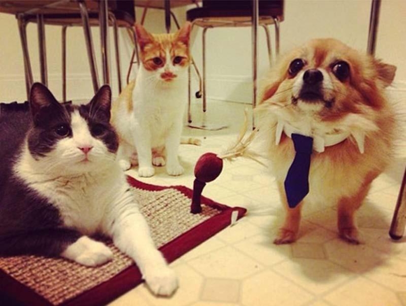 Dogs that just can&#39;t...