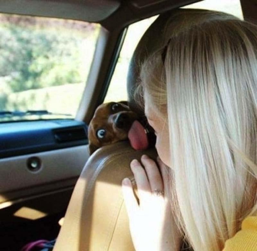 Dogs that just can&#39;t...