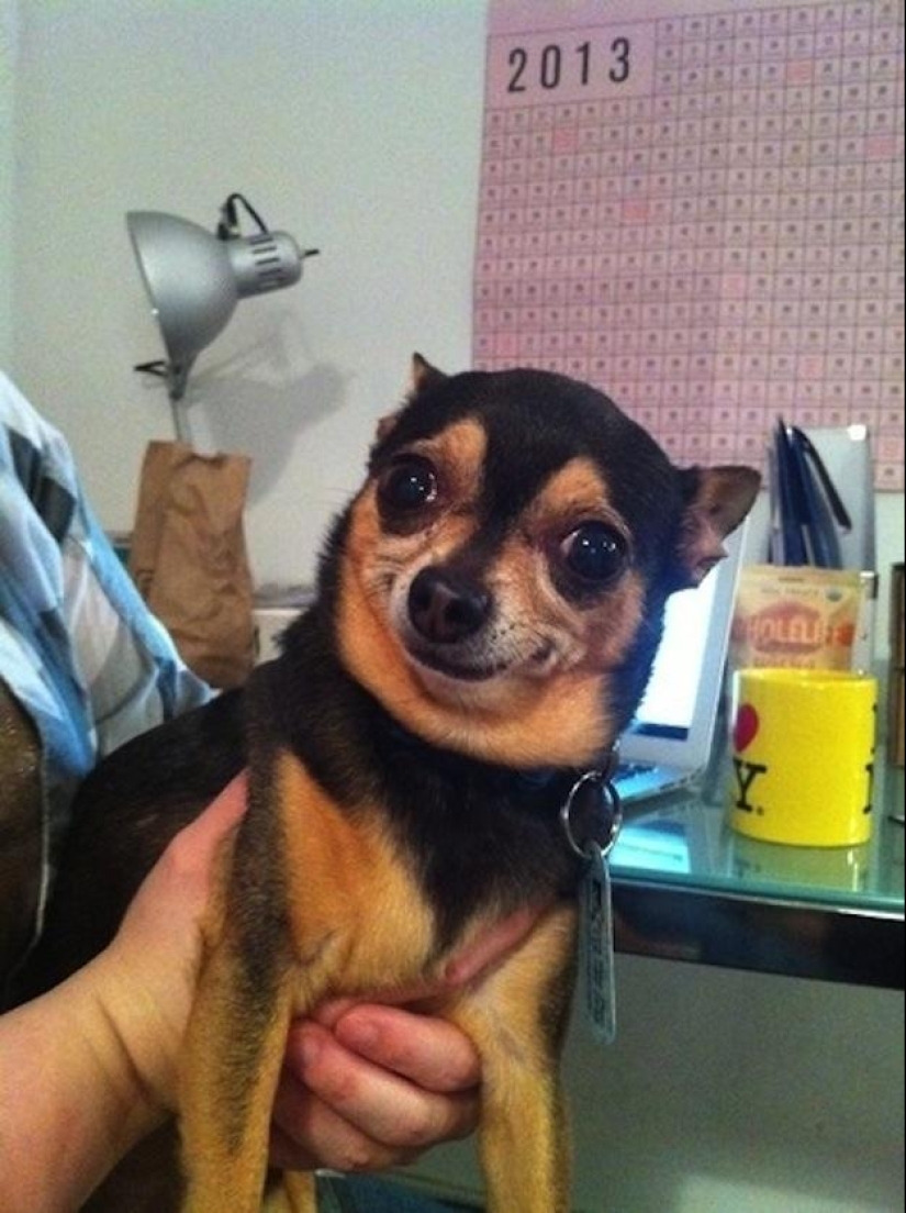 Dogs that just can&#39;t...