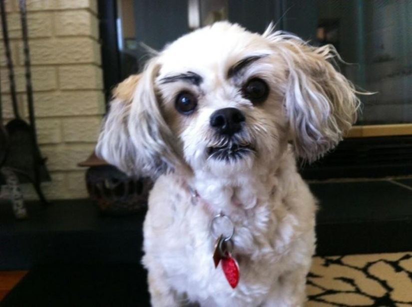 Dogs with eyebrows are taking over the internet