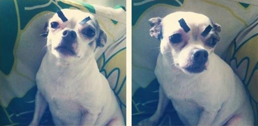 Dogs with eyebrows are taking over the internet