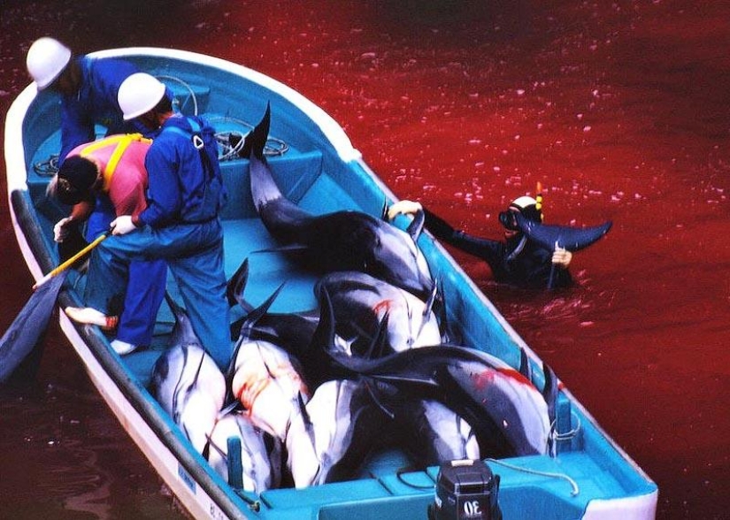 Dolphin killings continue in Japan