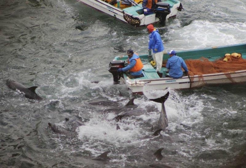 Dolphin killings continue in Japan