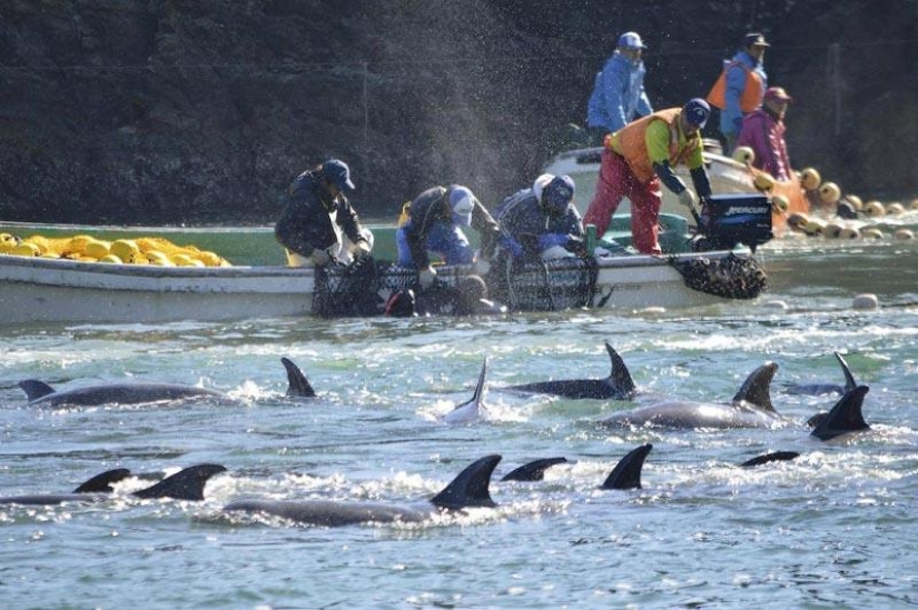 Dolphin killings continue in Japan