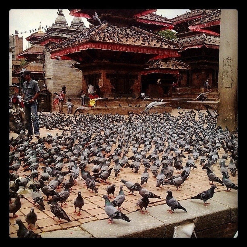 Don&#39;t feed the pigeons or you&#39;ll be sorry!