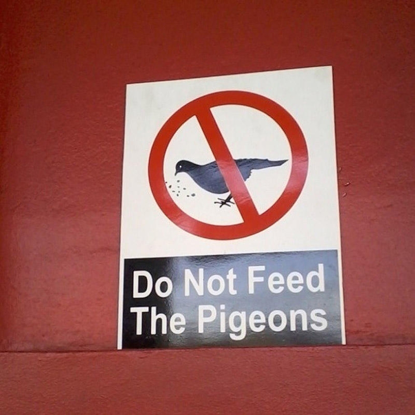 Don&#39;t feed the pigeons or you&#39;ll be sorry!