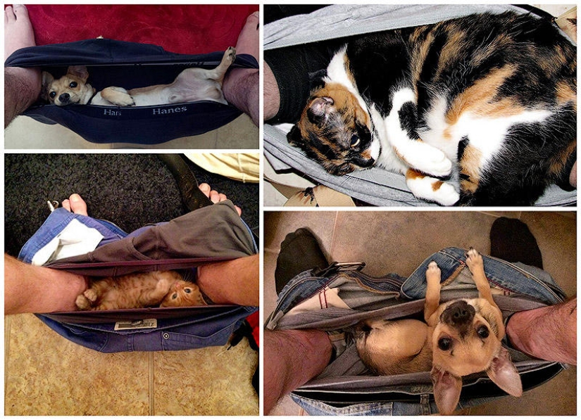 Don't part with your loved ones: pets in the toilet... Don't part with your loved ones: pets in the toilet...