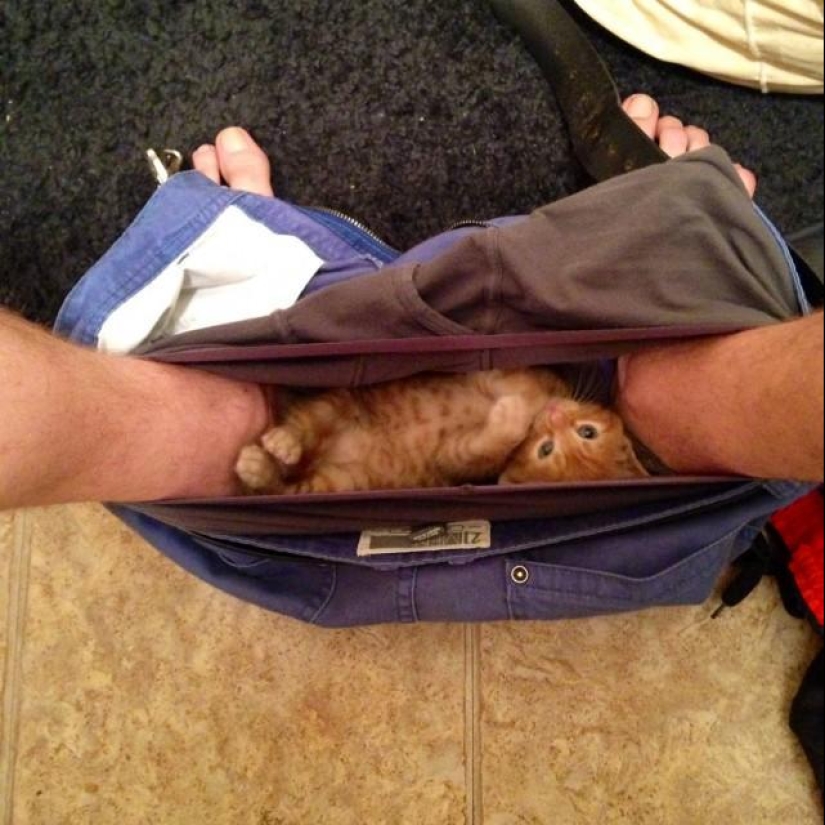 Don't part with your loved ones: pets in the toilet... Don't part with your loved ones: pets in the toilet...