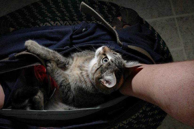 Don't part with your loved ones: pets in the toilet... Don't part with your loved ones: pets in the toilet...