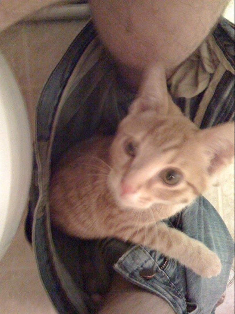 Don't part with your loved ones: pets in the toilet... Don't part with your loved ones: pets in the toilet...